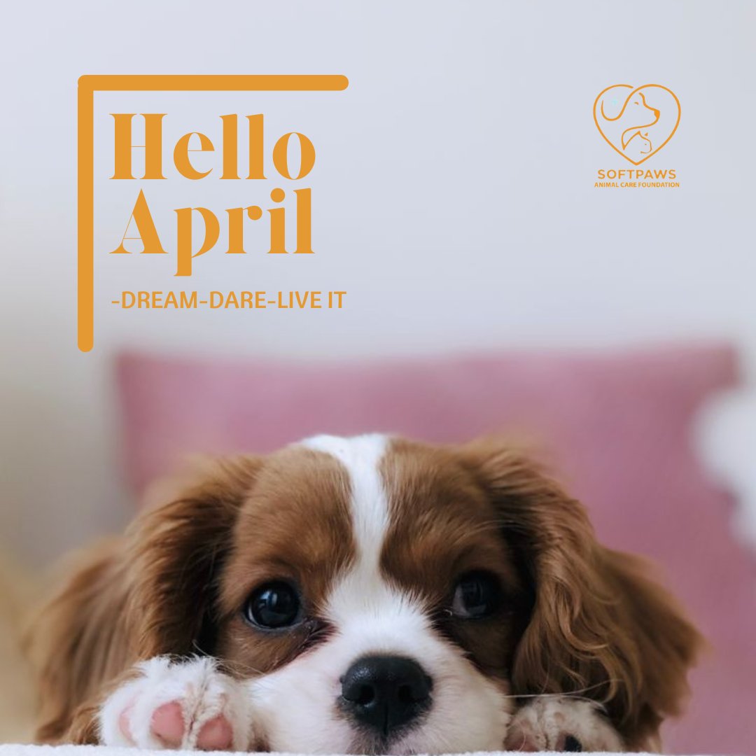 Dream big, dare to care, and live each day making a difference; because every life matters. Happy New Month from all of us at Softpaws Animal Care Foundation 🧡