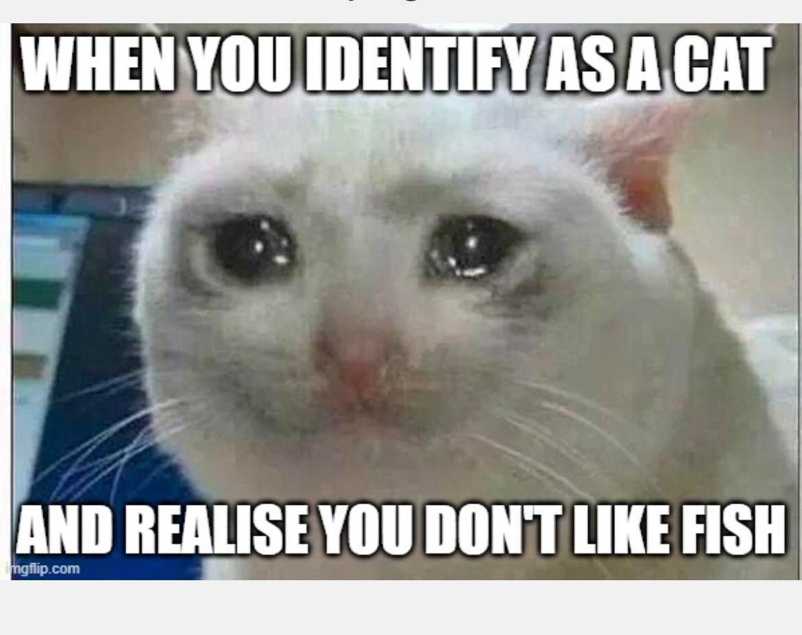 gmeow

sad!