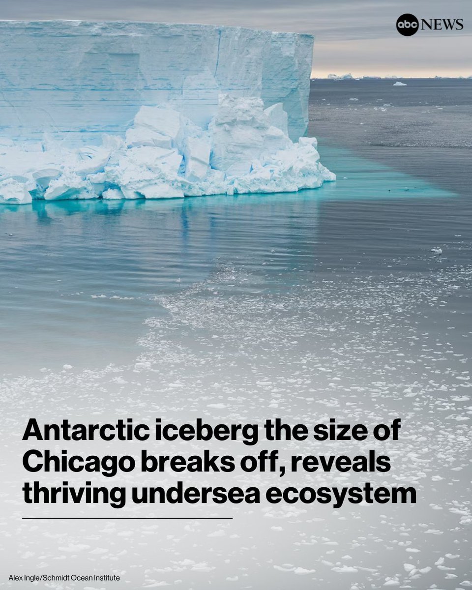 ABC News tweet media