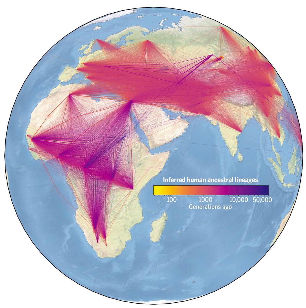 ScienceMagazine's tweet image. By combining thousands of modern and ancient genomes, researchers in a 2022 Science study constructed the largest human genealogy to date, providing insight into key events in human history together with their timings and geographical locations. 

Learn more:…