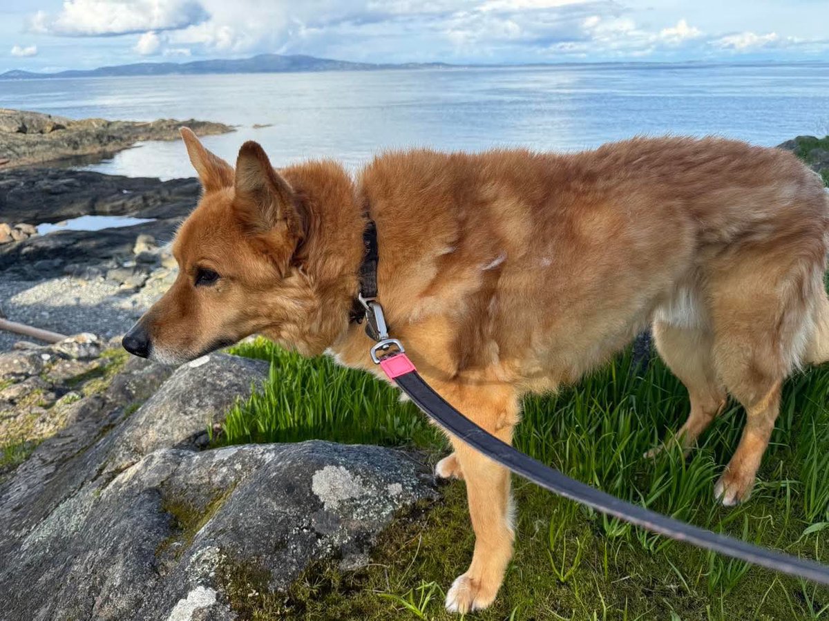 BrynARedding's tweet photo. Our handsome, foxy boy is nearly sweet 16 (112 human years).

My heart is full. 🧡

#RescueDog #dogslovers https://t.co/EfrZoSBAYp