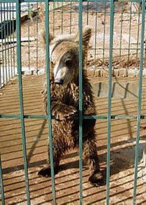 FOR SALE: We are so pleased to announce we rescued another beautiful live baby bear cub from the wild yesterday. Miss Peach-Puddles was just shivering in a nearby cave all alone. Her mother must have abandoned her. 

Please consider coming down to the ranch anytime this week to