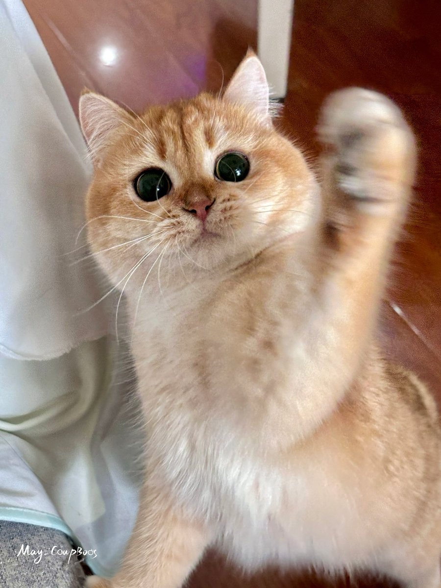 May_may_08116's tweet photo. 🐈 안녕 부승냥 ^^

#AprilFoolsDay #만우절
#부승관  #승관
#SEUNGKWAN #スングァン
#세븐틴 #SEVENTEEN
@pledis_17 https://t.co/iZxs6MTRAD