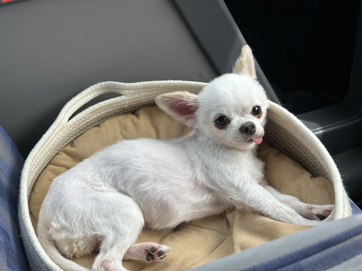 センター長の保護犬保護猫活動日記 tweet media