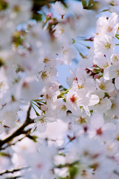 寒い。。。数日前まで桜を撮るのに丁度良い気温だったのに
先日撮った桜をどうぞ 