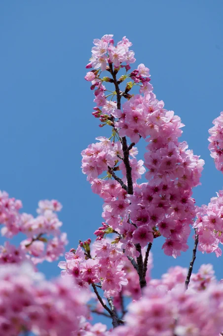 寒い。。。数日前まで桜を撮るのに丁度良い気温だったのに先日撮った桜をどうぞ 