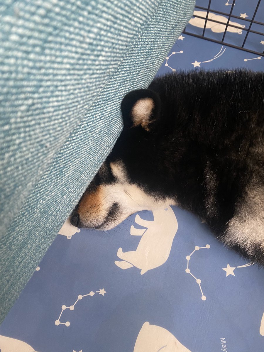 下見たら突き刺さってた😂笑