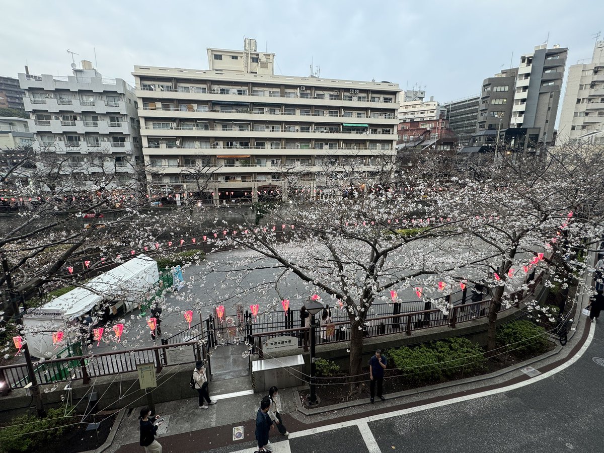 目黒川情報。
目黒川の桜のライトアップは、3月31日で終了。
ぼんぼりは、4月７日までですが、４月６日日曜日で終了する可能性まあり。
ボンボリ撮影希望の方は６日までに！点灯時間は5時から8時。
MATSURI公式ボンボリは、中目黒駅前タワマン裏の広場　合流点遊び場　の川沿いです。
#目黒区　#目黒川