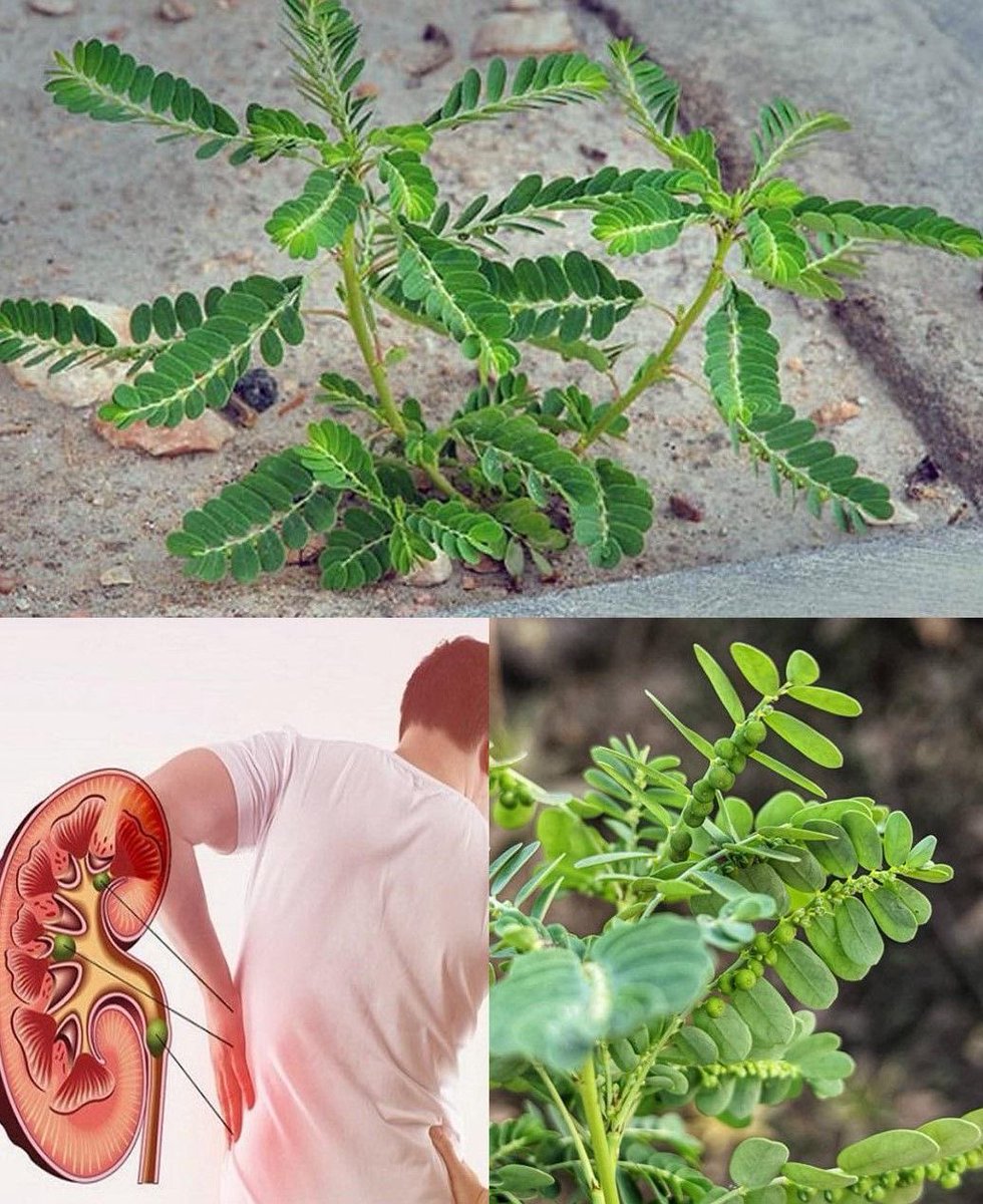 🚨   100 रोग 100 निधान 🧵

रोग होने से पहले जानिये रोग के बचाव 

इस #thread को अवश्य share करे