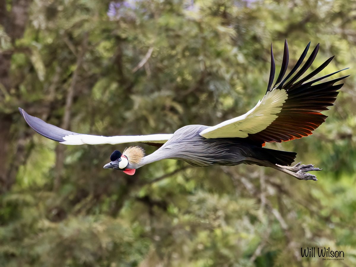 The awesome wings of a Grey Crowned Crane…

📍Kigali, Rwanda.

#Kigali #Rwanda #Birds