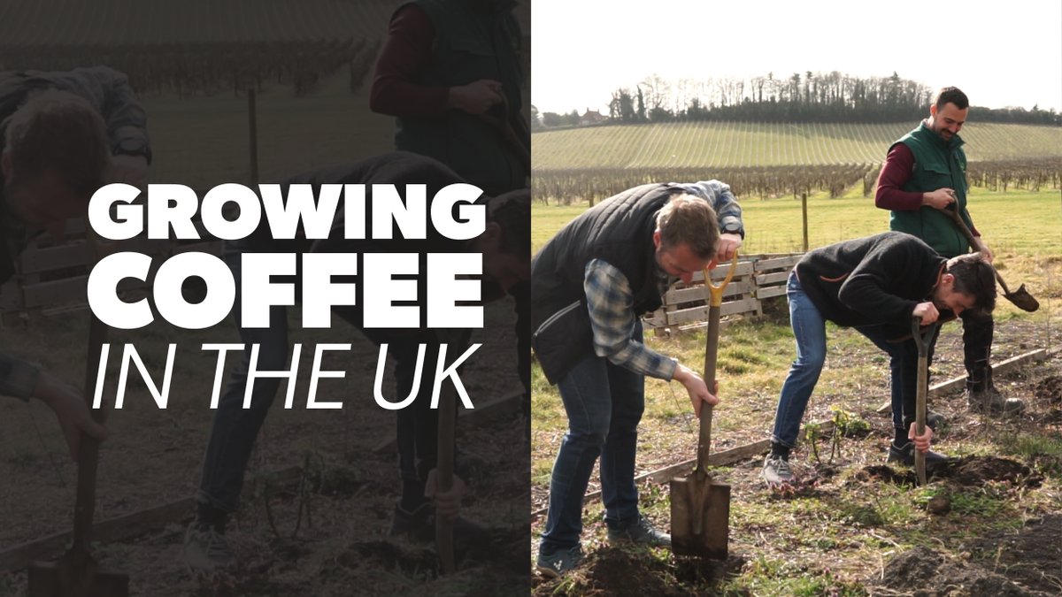Chimney Fire Coffee (@chimneyfirec) on Twitter photo Watch our latest video below where we try to become the first commercial producer of coffee beans in the country! 🇬🇧 youtu.be/GhLPDFUH3Vs?ut… Watch our latest video below where we try to become the first commercial producer of coffee beans in the country! 🇬🇧 youtu.be/GhLPDFUH3Vs?ut…