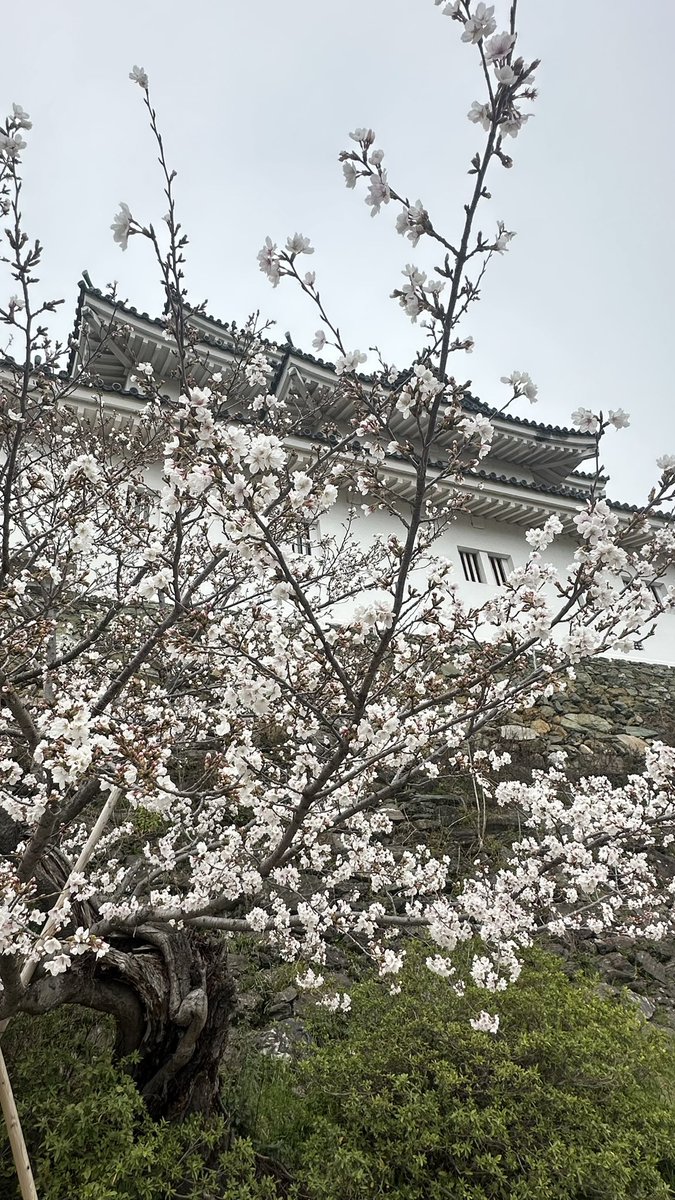 gumi6's tweet photo. 和歌山城の桜、まだ満開とは言い難いがきれいに咲いてました。 https://t.co/LperD84snH