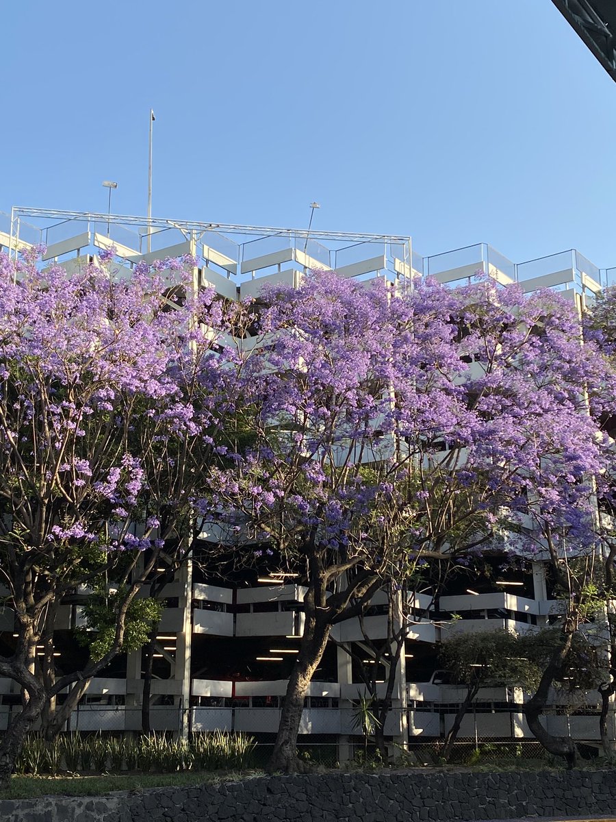 axolotepec's tweet photo. jacaranda que veo, jacaranda a la que le tomo foto (un hilo) https://t.co/zq9uND0Wmz