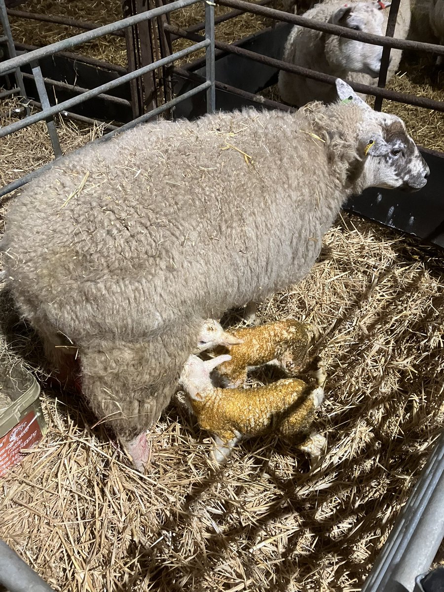 farmerwildman's tweet image. Another cracking morning to be born #spring25 #lambing25