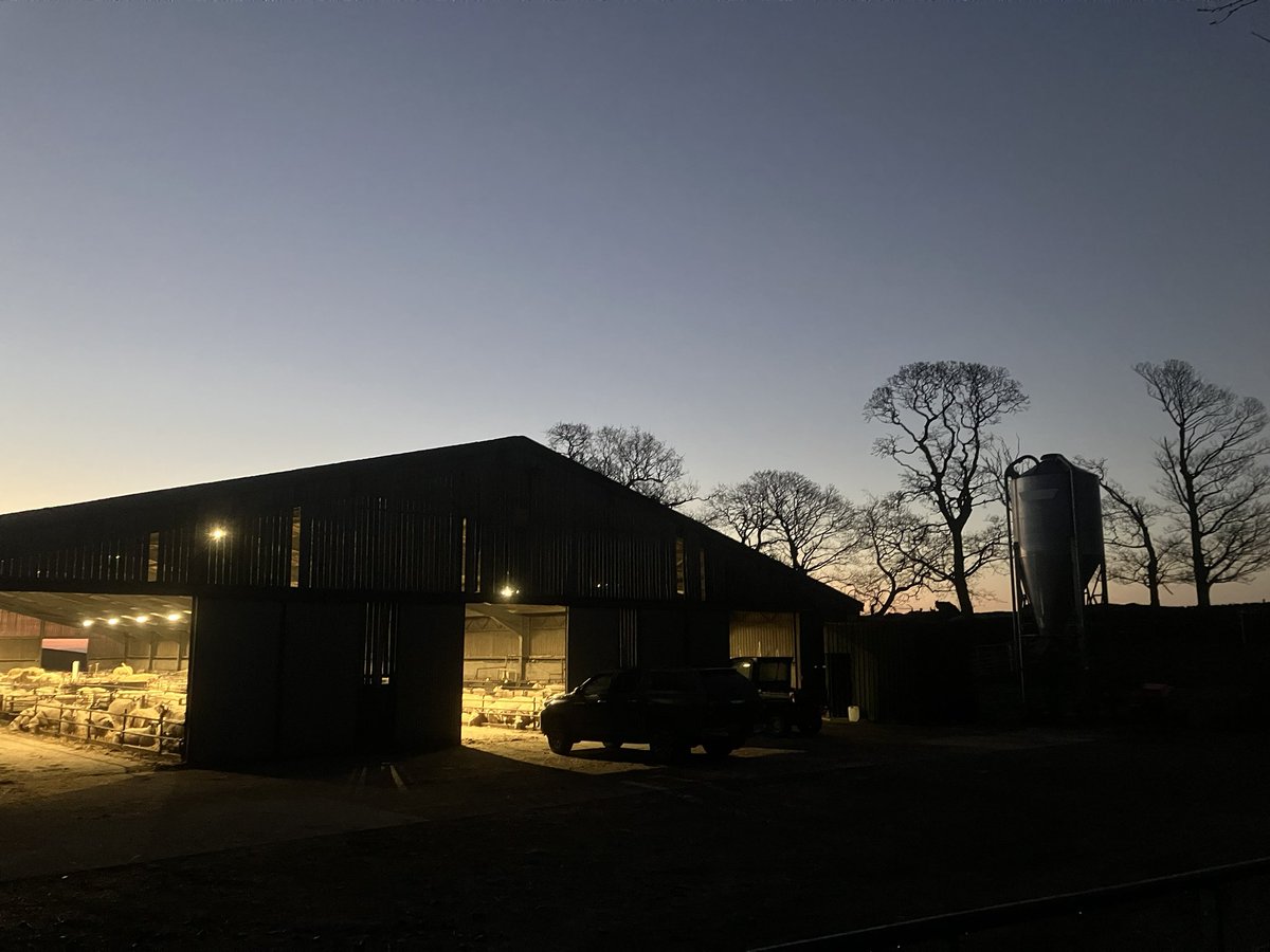 farmerwildman's tweet image. Another cracking morning to be born #spring25 #lambing25