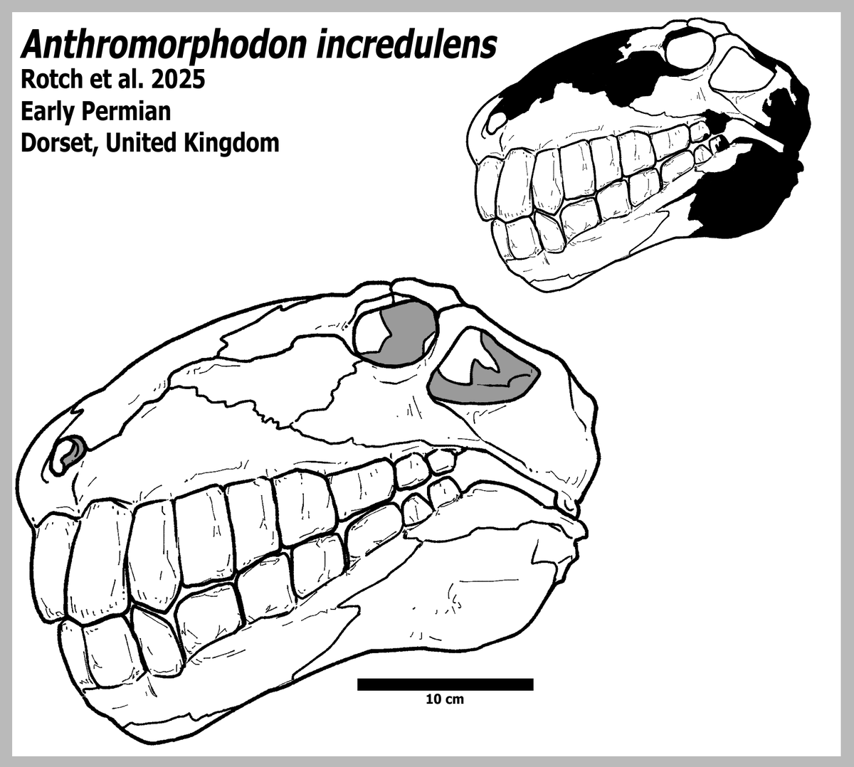Paleodude123's tweet photo. Out now in the presses! A synapsid with human-like dentition! The new species Anthromorphodon incredulus is out now in Nature by M. Rotch, A. Fredrick, P. Olson, R. Owen, I. Lowes, and L. Samson. 

Link Below!
https://t.co/5CMKaAY9DU https://t.co/WHSSGraGp6