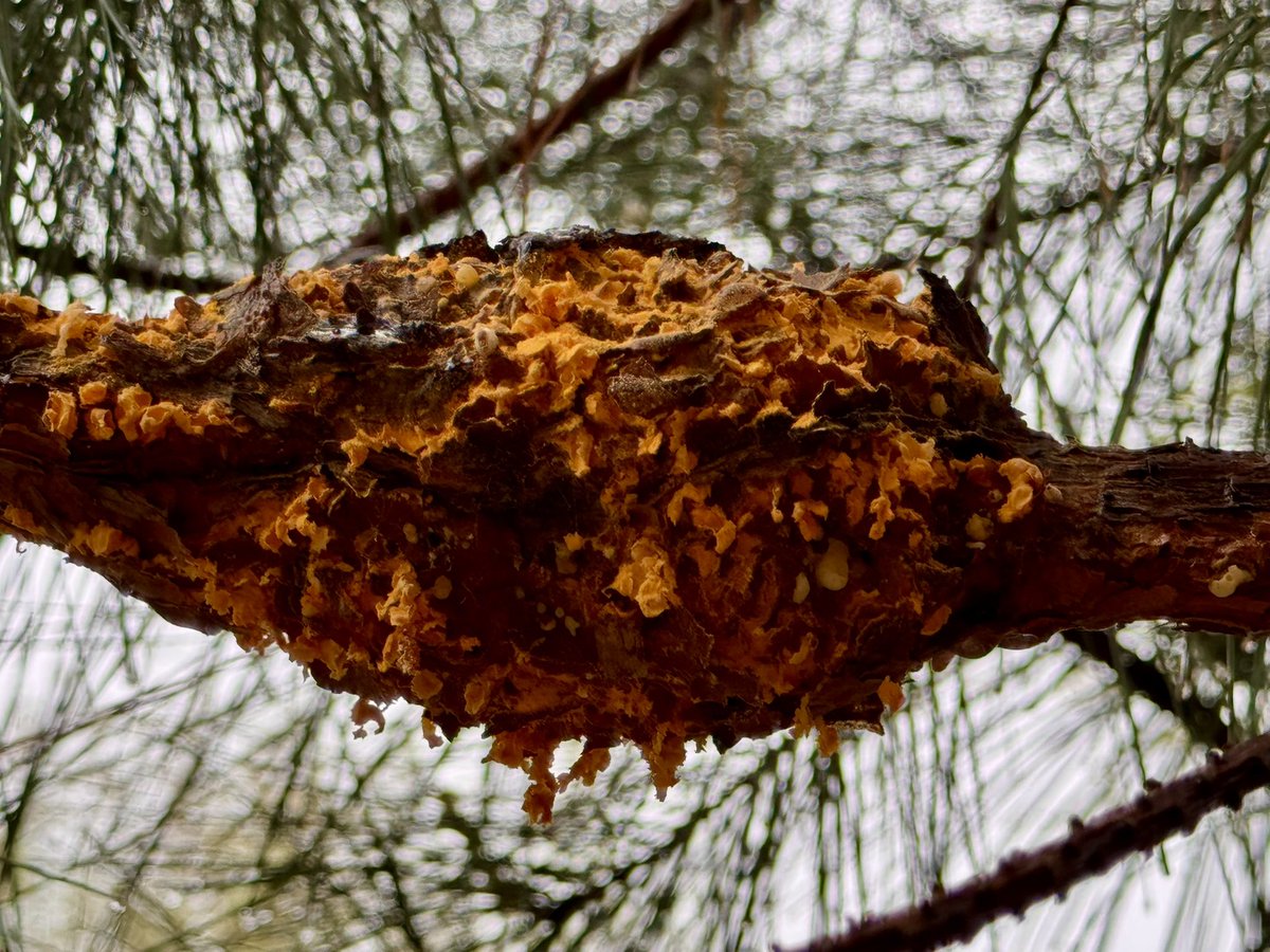 Fusiform rust caused by the fungus Cronartium quercuum is a disease of pines (loblolly &amp; slash). It forms spindle-shaped galls on branches/trunks that can cause branch deformities, poor tree vigor &amp;  kill young trees. Bright orange powdery spores appear in spring #Rust #Fungi