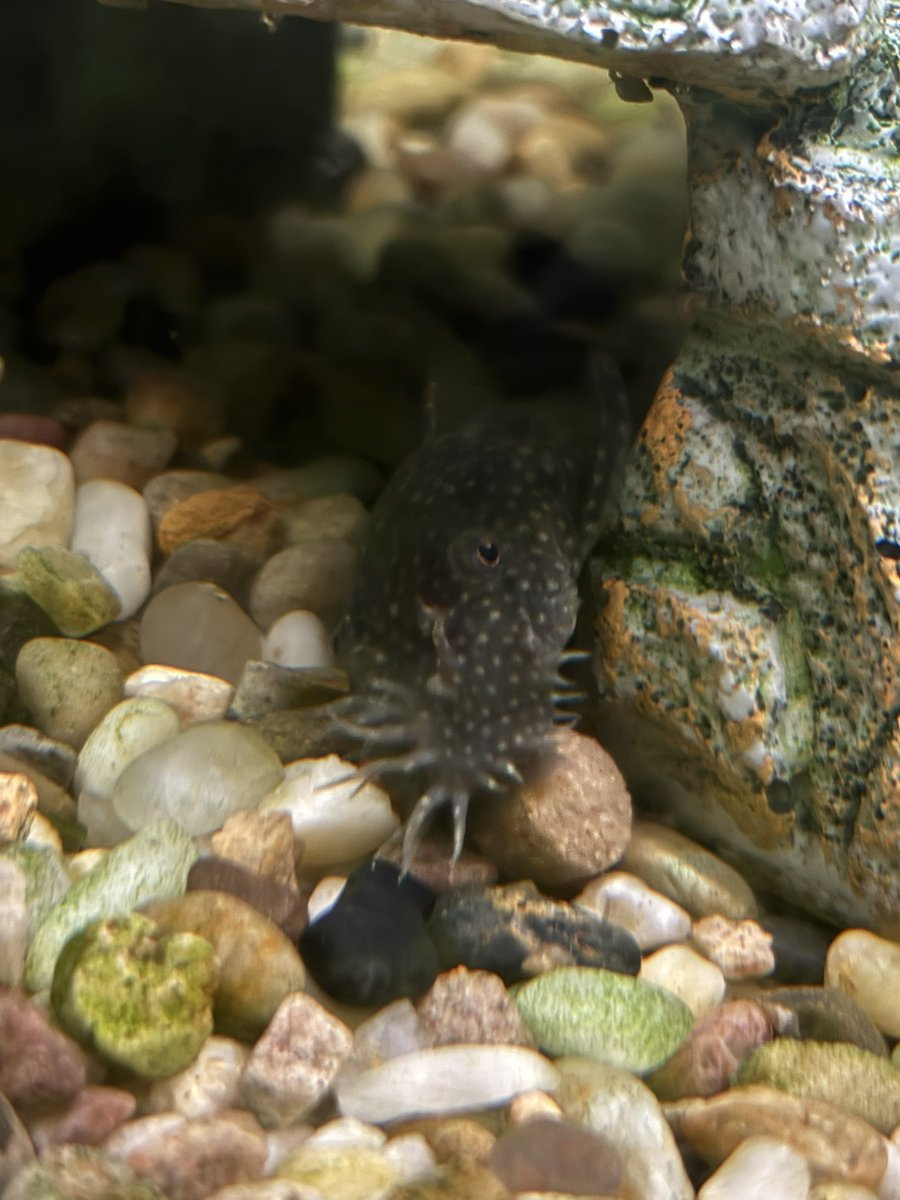 snailerpark's tweet photo. Hey #fishtwitter is this a grown man https://t.co/XH6bLArY4P