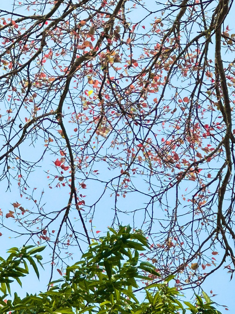 vrundavs's tweet photo. @keeper_of_books
#thicktrunktuesday ~~
Peepal tree 🌳 or sacred fig .. trunk & branches ~~in spring mood💗
#trees #indiantree #springleaves #vrupix https://t.co/iojc5YoSdG