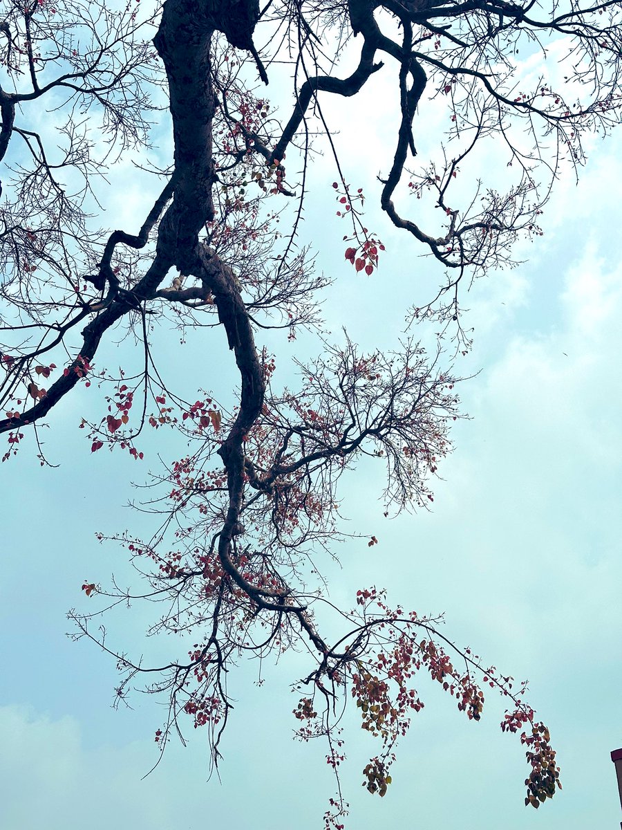 vrundavs's tweet photo. @keeper_of_books
#thicktrunktuesday ~~
Peepal tree 🌳 or sacred fig .. trunk & branches ~~in spring mood💗
#trees #indiantree #springleaves #vrupix https://t.co/iojc5YoSdG
