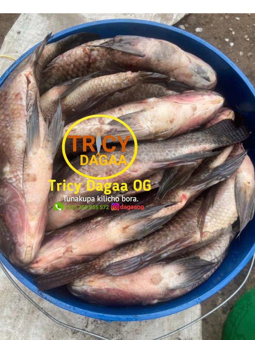Soko Letu (@sokoletutz) on Twitter photo Samaki SATO/SANGARA
Ndoo kubwa 220,000 samaki 24/25
Ndoo ndogo 120,000 samaki 12/13
📍Mwanza
Kwingine anatuma
Call/WhatsApp 0759855572
@TricyDagaaOg <a href="/amprincess9/">TricyLove🦁</a> Samaki SATO/SANGARA
Ndoo kubwa 220,000 samaki 24/25
Ndoo ndogo 120,000 samaki 12/13
📍Mwanza
Kwingine anatuma
Call/WhatsApp 0759855572
@TricyDagaaOg <a href="/amprincess9/">TricyLove🦁</a>