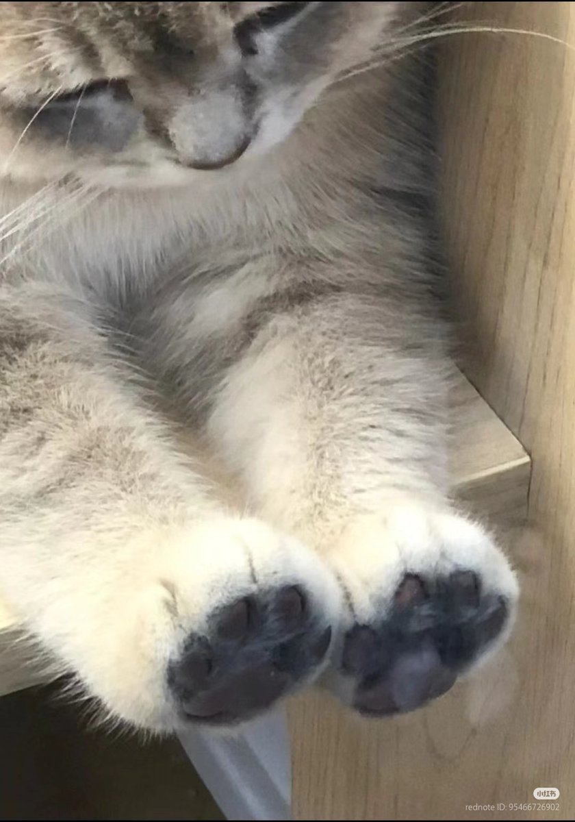 nocontextscats's tweet photo. 🐾 https://t.co/tihHs6BYyB