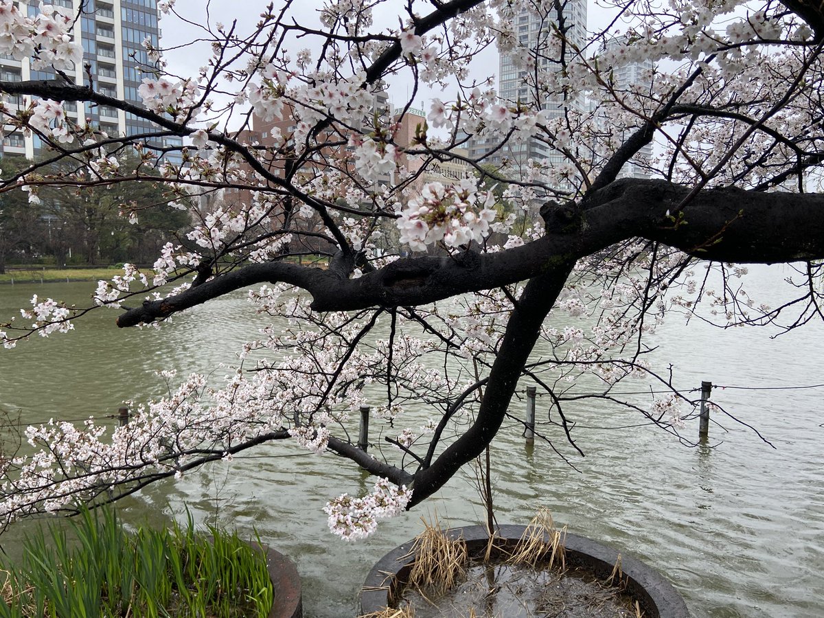 gutti_key's tweet photo. 花が散っちゃいそうな雨。桜流しだっけ？満開はまだ先ですね〜

#桜 #上野 https://t.co/USLPsHJWkM