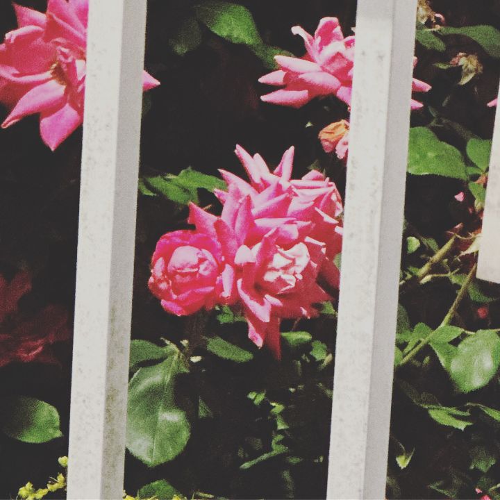 Art of the Day: "Pink spike peony". Buy at: ArtPal.com/Jupiter_Nyx?i=…