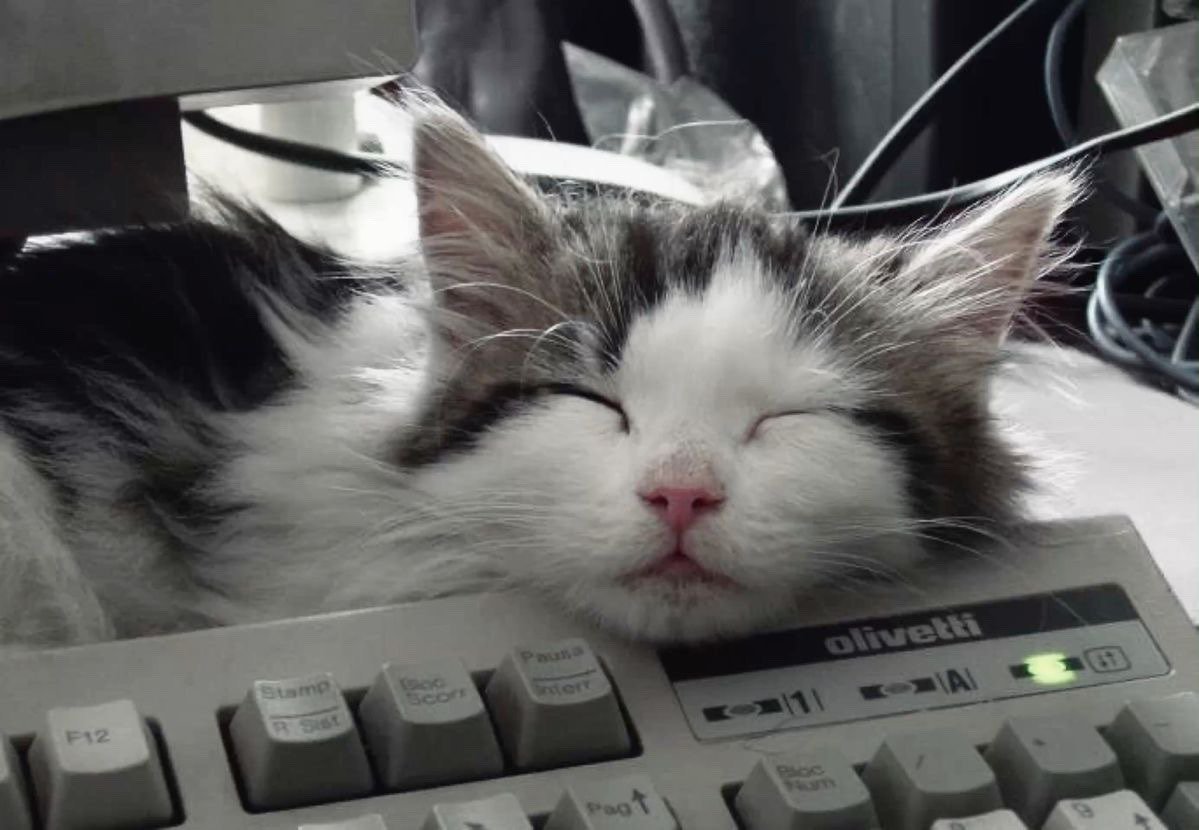Miaw tweet media