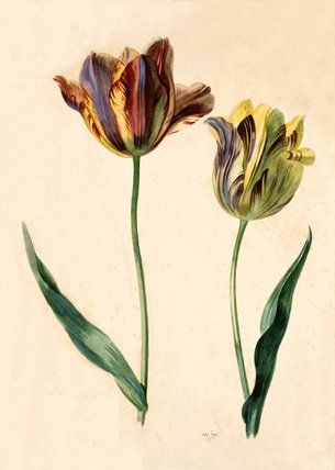 Tulips, Mary Moser (1744-1819), English painter-one of the most celebrated women artists of 18thc Britain #WomensArt #April