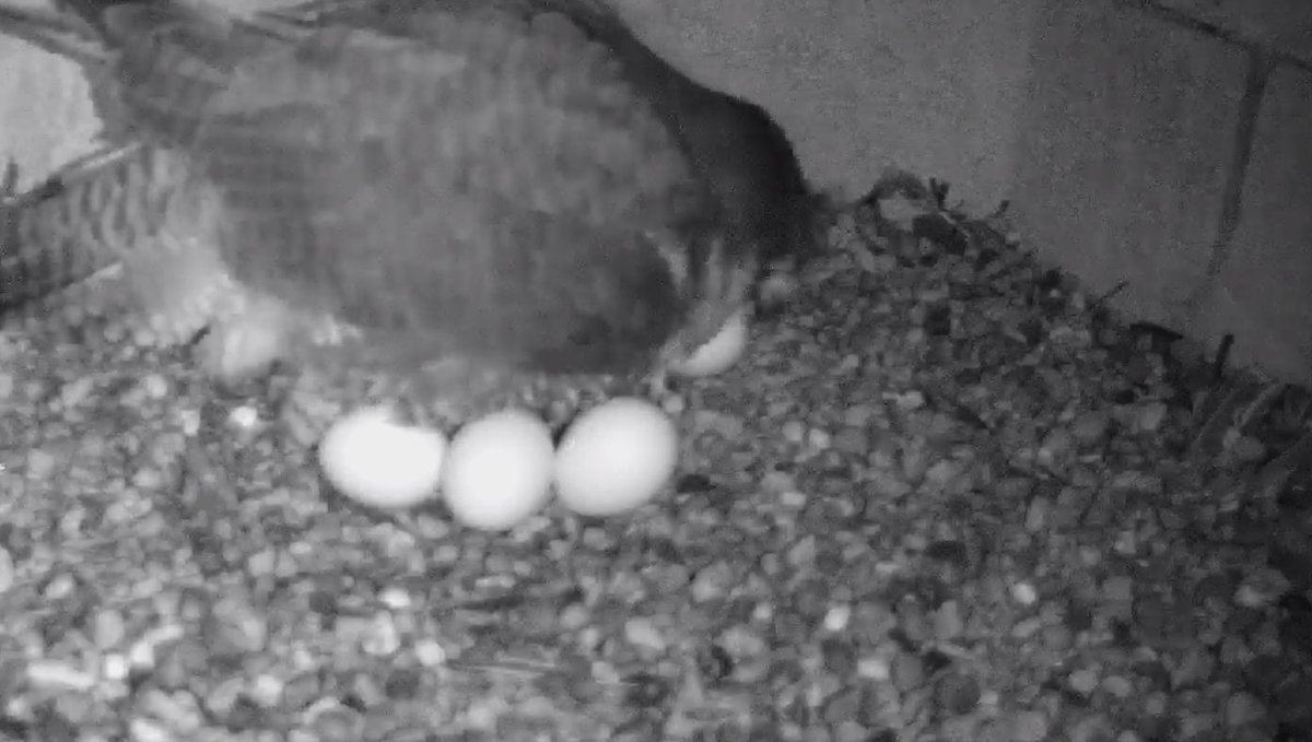 Egg #4 arrived at 04.39, 55 hrs and 4 minutes after egg #3 ( adjustment made for clocks going 1 hr forward on Sunday evening)