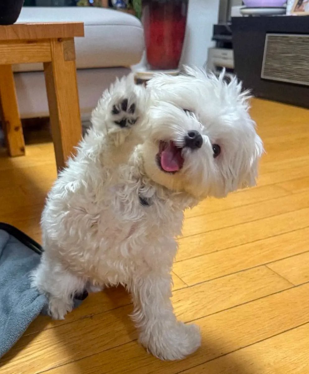 💖 (@twaniimals) on Twitter photo 