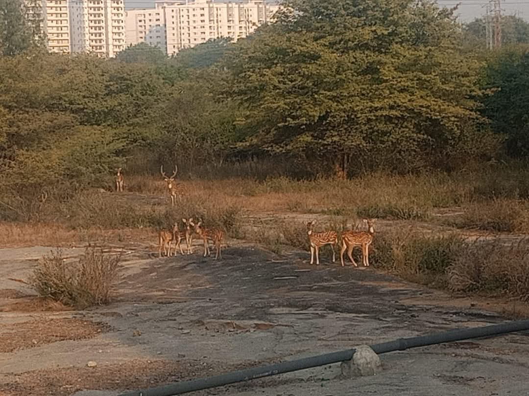 Aruna Queen K (@arunaqueen3) on Twitter photo Mr. <a href="/RahulGandhi/">Rahul Gandhi</a>
Will you dare to visit #HCU now ?? Is this fair in your government? ?
Kindly speak out and stop this inhuman treatment.
#HCU forest land is #LungsOfHyderabad .
Your CM <a href="/revanth_anumula/">Revanth Reddy</a> doesn't have ethics , morals & empathy.
I think you have this.#SaveHCU Mr. <a href="/RahulGandhi/">Rahul Gandhi</a>
Will you dare to visit #HCU now ?? Is this fair in your government? ?
Kindly speak out and stop this inhuman treatment.
#HCU forest land is #LungsOfHyderabad .
Your CM <a href="/revanth_anumula/">Revanth Reddy</a> doesn't have ethics , morals & empathy.
I think you have this.#SaveHCU