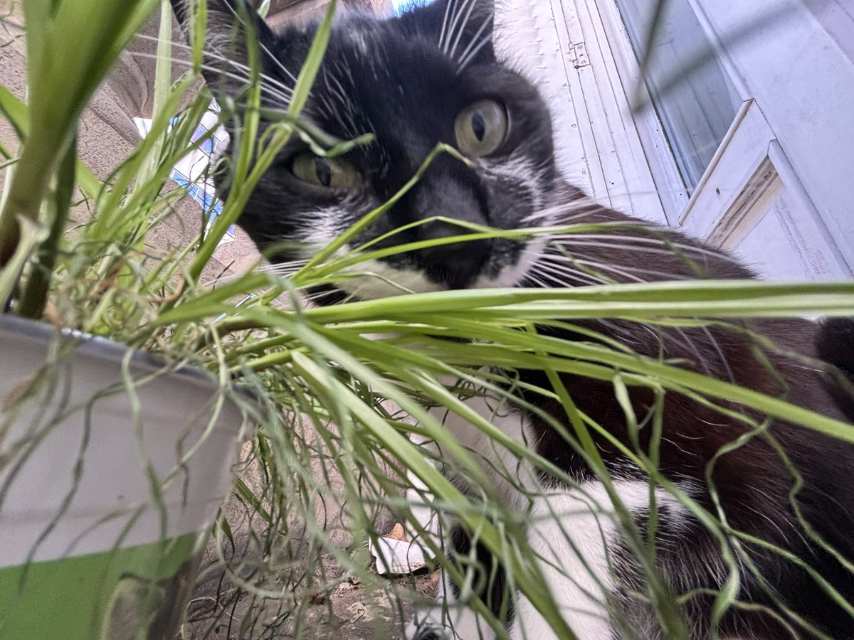 Marc-Antoine FREE FREE PALESTINE tweet media