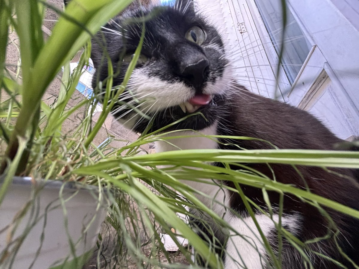 Marc-Antoine FREE FREE PALESTINE tweet media