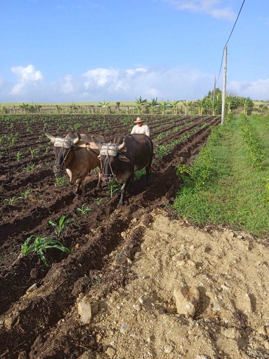 Alberto37126025's tweet photo. El campesino Oraldo Consuegra Jimènez, de la CCS Tato Madruga,utiliza la tracciòn animal y en la finca El Rayo, en 3,75 hectàreas,  tiene 9 cultivos, una experiencia del proyecto PROATC en este municipìo que puede multiplicarse en polos productivos.#juntosporvillaclara. https://t.co/kKiQ9Nz3z3