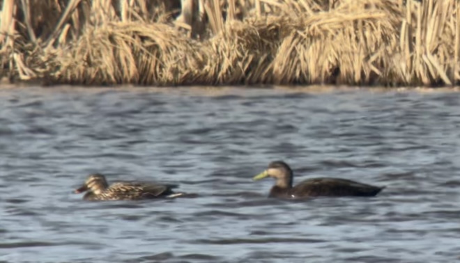 Maaliskuun retket: Aikaisia tulijoita ja arvokkaan nokisorsan kosto #linnut #nokisorsa 

nationalsanegraphic.blogspot.com/2025/03/maalis…