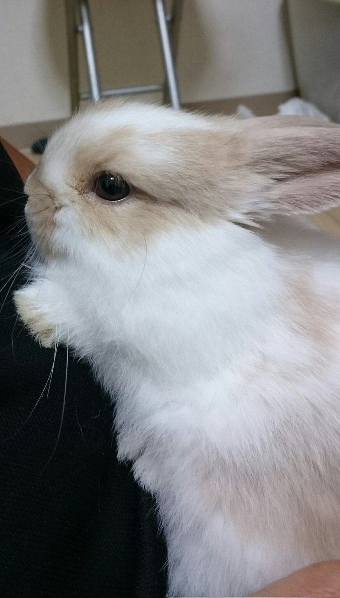 #あなたの人生を狂わせた一匹 
メイ🐰💕