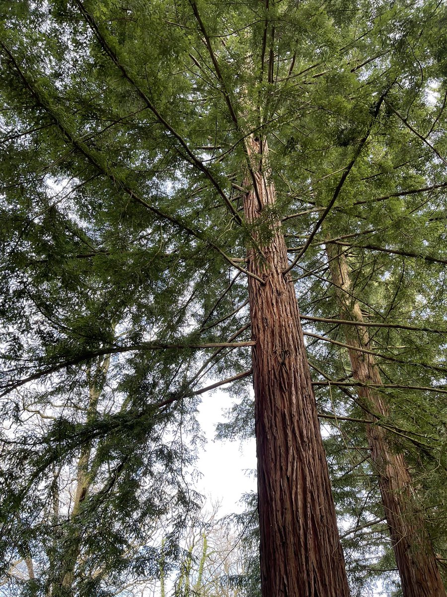 meikiecakie's tweet photo. Morning Sunny peeps. Happy #thicktrunktuesday. A gorgeous red wood fir for you today. You are going to have to tell me what sort??
Here’s to a good day for us all.
#firtree
@keeper_of_books https://t.co/hZ2mKwgv46