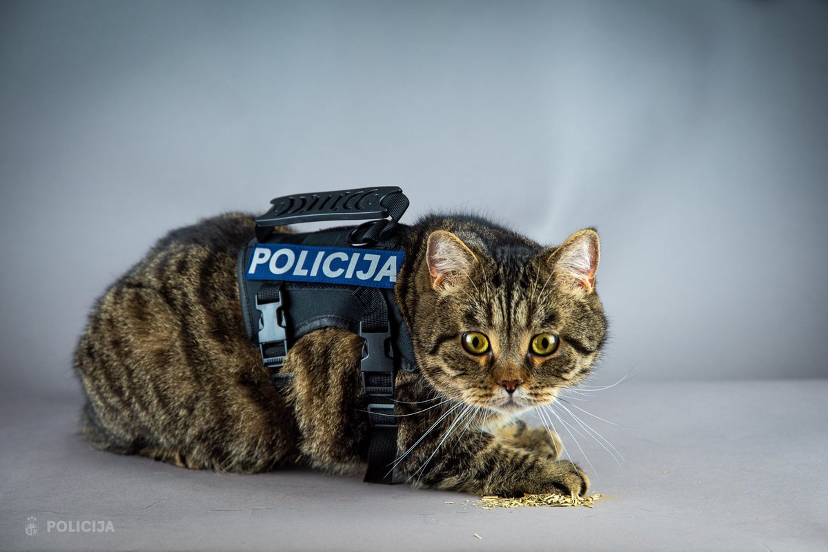 Valsts_policija's tweet image. Nē, mūsu sociālo tīklu konti nav uzlauzti. Mēs ar lepnumu varam paziņot, ka no šodienas Valsts policijā uzsākt darbu jauna struktūrvienība – Valsts policijas Galvenās kriminālpolicijas pārvaldes kaķu 🐈‍⬛ izlūkošanas un 🍃 narkotiku apkarošanas vienība.