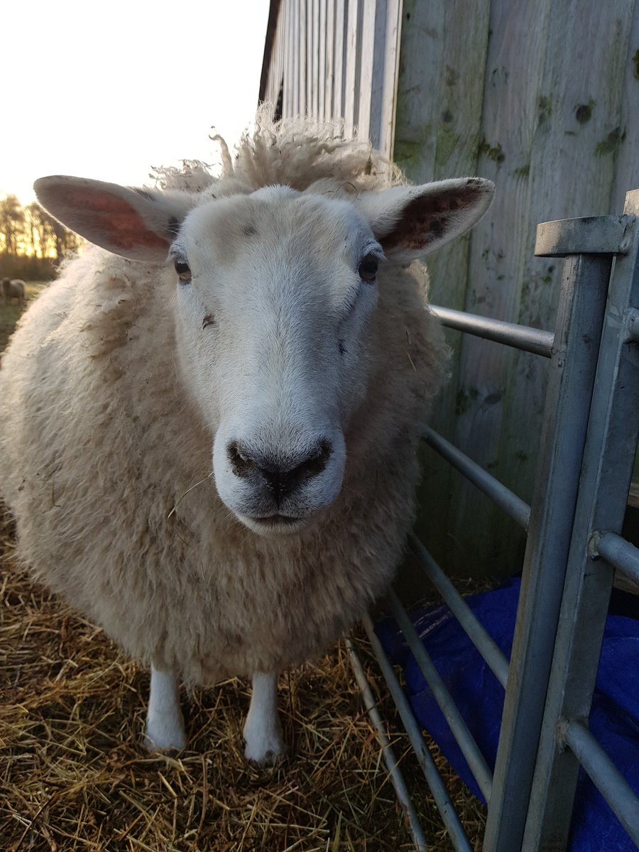 Happy birthday beautiful Blossom. The sun is out and we shall have biscuits 💕🍪🐑🦚🦄🌱❤