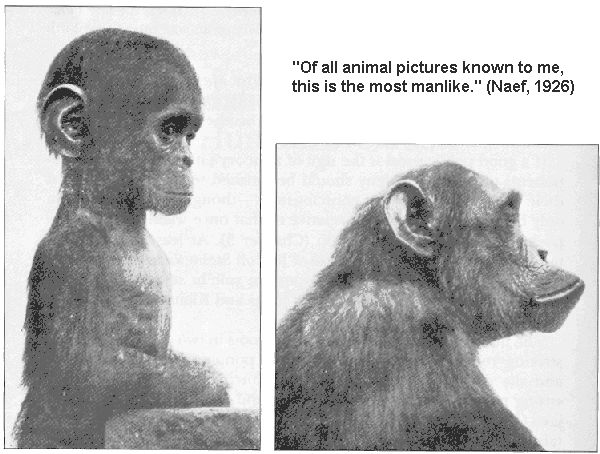 Devon_Eriksen_'s tweet photo. This argument is a speedrun of how the right lost the culture war for three decades and almost destroyed western civilization by so doing. 

The right became infected with two terrible assumptions. 

1. That childishness is bad. 

2. That play is for children. 

Both of these assumptions are based on a fundamental misunderstanding of human nature, how humans work, and why humans are the dominant species on Earth. 

The difference between a human and a great ape is a special kind of genetic adaptation called neoteny. 

It means the retention of juvenile traits into adulthood. 

To a large degree, humans became humans by retaining the traits of baby apes in adult apes. Not just the facial physiology, but the curiosity, neural plasticity, and, yes, the tendency to play. 

To understand why this helped humans, you have to understand what play IS, beyond the knee-jerk common-sense reaction of "frivolous things children do to entertain themselves". 

But that's not an explanation of what play is. Because why does play entertain children? Why are they evolved to like it? 

Because play, games, and stories are training for adult responsibilities. 

Kittens pounce on string, chase each other, and wrestle because pouncing, chasing, and wrestling are the responsibilities of an adult cat. 

If two little boys find two sticks, they will sword fight with them. Hell, if give a little boy a fucking pop-tart, he will bite it into the shape of a pistol, and run around yelling "bang". 

But what about adults? 

Most adult animals don't play much compared to when they were kids, and don't learn much, either, because there isn't a whole left to learn that they are actually capable of learning... at least not compared to the volume and rate of learning that they experienced as children. 

But humans, the galaxy-brained geniuses of the animal kingdom, have the capacity to learn at a high rate throughout life. 

And neotenously retaining childhood traits equips us with the urges to match that capability. 

Human beings not only can and do play throughout life, they must, or their learning abilities stagnate and atrophy, and their emotional health suffers. 

If you teach an adult that play, fun, games, and stories are childish things that he should "put away" when he becomes a man, after a decade or so you have a dullard, fit only for manual labor or routine and repeated application of rote processes. 

Is @ItIsHoeMath such a person? 

Of course not. He has risen to internet fame by playing... by drawing anime and telling stories. His actions demonstrate an innate understanding that cartoons and stories and simple things that explain by removing complexity are not frivolous activities at all... they are vital. 

But his contempt for leftists, their arrested development, and the way they hide from responsibility, has caused him to fall into the same error that came within a hair's breadth of destroying Western civilization.

The right abandoned culture. Conservatives stopped making stories and games that expressed their worldview, because they decided games were for nerds, and stories were for manchildren who were too lazy to spend their evenings reading car repair manuals and the Wall Street Journal. 

By deciding that play was for queers and commies, the right ceded the creation of art, of stories, of games entirely to, well... commies and queers. 

Of course you lose the culture war if you don't show up and fight it, genius. Fiction and games are the DNA of civilization, and thus they are the battleground on which the culture war is fought. 

If you don't make games, toys, and stories that express your worldview, people (both children and adults) are going to play with toys created to express other worldviews. 

And play is learning. 

So what do you think they are going to learn?

You cannot hunt, fish, and baseball your way to cultural relevance. Because anyone with a brain that isn't half-dead from underuse is going to read fiction, play games, or watch cartoons, and maybe all of these things. 

Why you think the entire tech industry became left-coded? 

Leftism has no nothing to do with tech, but video games, legos, and science fiction do. Engineers couldn't give less of a shit about baseball. 

Active, curious, playful minds design the future, whether you like that or not. The Wright brothers played with bicycles and kites, and now you can fly to Paris overnight. Elon Musk read The Moon is a Harsh Mistress with a flashlight under the covers, and now we can catch returning rocket boosters with giant mecha-chopsticks. 

Unless your cultural faction participates in what these people are interested in, you will not recruit them, and they will design a future that doesn't include you. 

Frankly, sometimes I think the conservatives are still taking their cultural marching orders from a pack of humorless, soulless dullards who would still be losing as hard as ever if the  theater kids hadn't pissed off  Elon Musk.