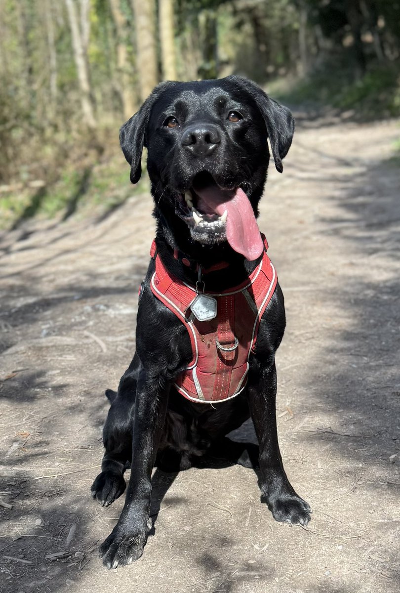 ToraTheExplore1's tweet image. #tongueouttuesday #torasteamtrain