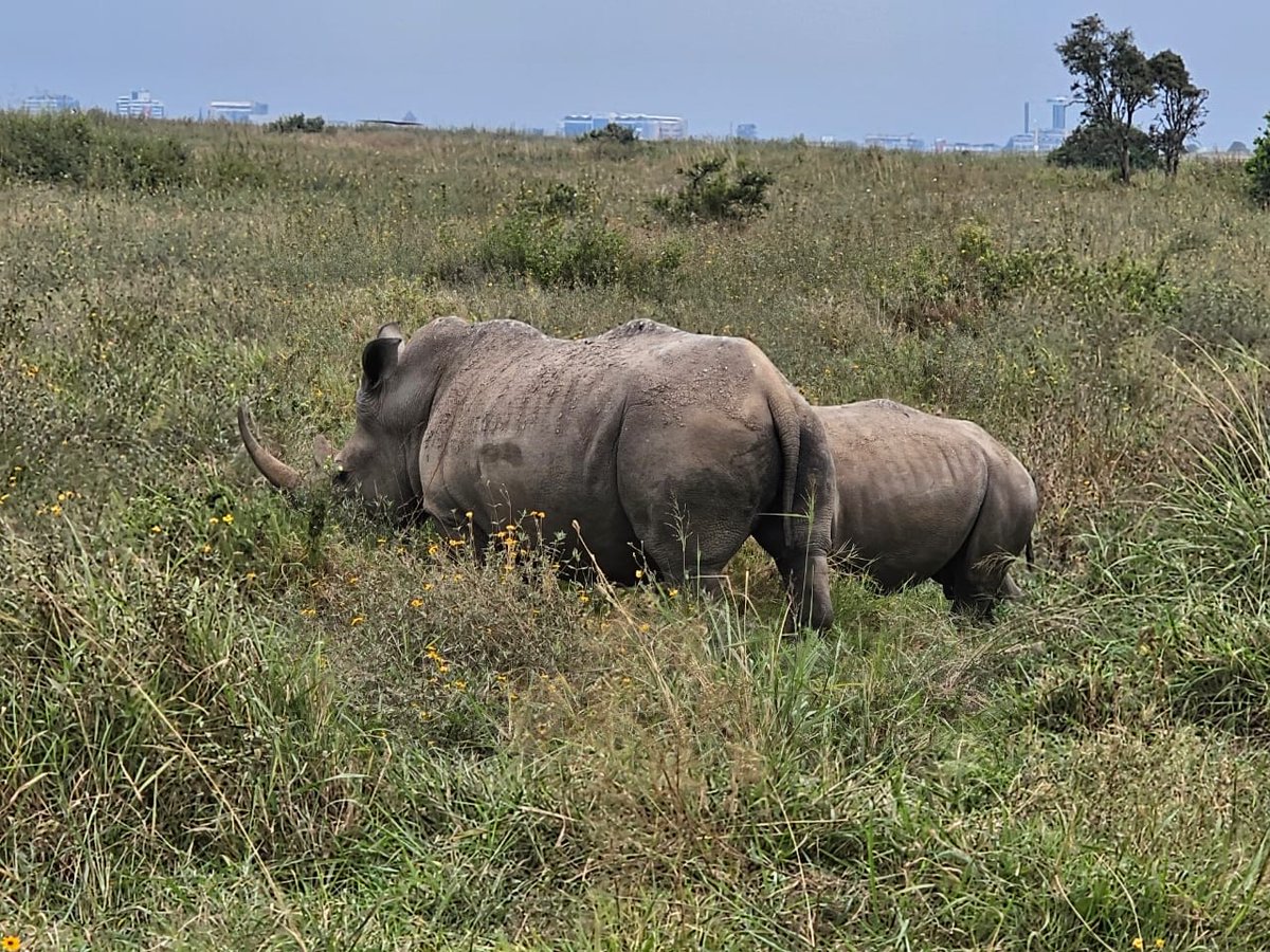 tilmansafaris's tweet photo. Rhinos in Nairobi National Park. Nature and city, side by side!
Book day trips with Tilman Safaris and experience the beauty of wildlife and city life together https://t.co/4ilKV9el3m
