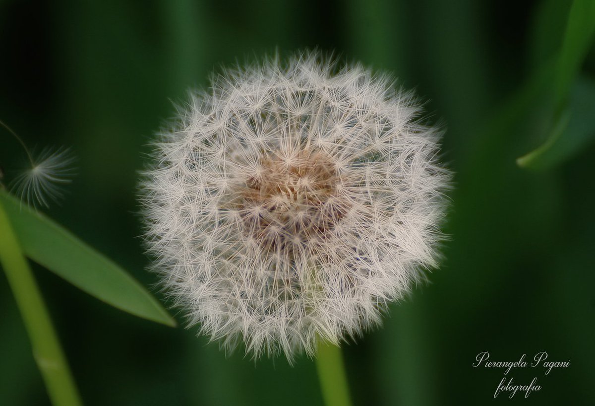 @ferrarisergio4 tweet media