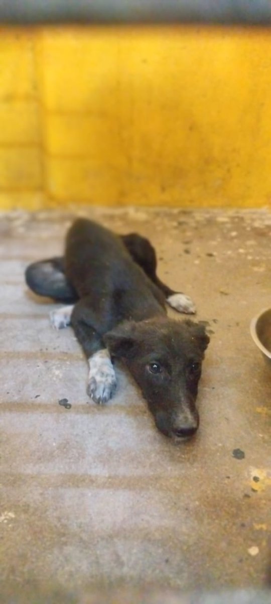 AD(Vet), LB Nagar Zone Zone- MMC tweet media