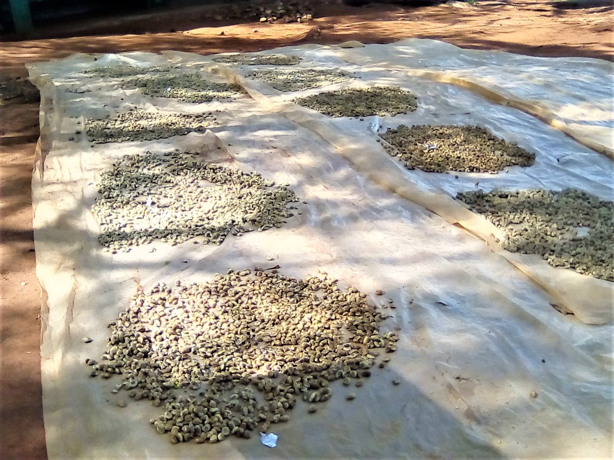BetterglobeF's tweet photo. It all starts here, thousands of Mukau (Melia volkensii) fruits harvested from our plantations. We extract, dry &amp; scarify seeds by hand to boost germination. Each one holds the promise of restoring drylands. #GreeningAfrica #sustainable https://t.co/8ez5PblTdx