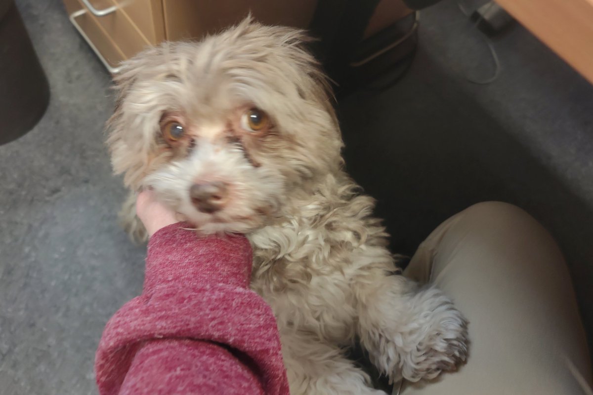 Oli hat gerade gesteigerten Bedarf an Streicheleinheiten.

So ein Fehl-Feueralarm kann einen kleinen Bürohund aber auch ganz schön erschrecken...
