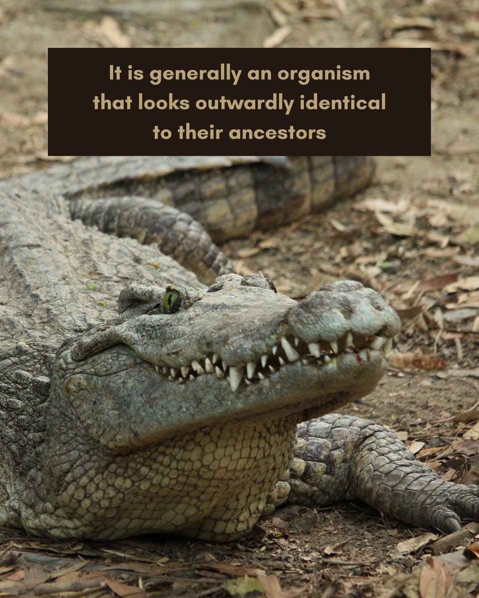 NatureIn_Focus's tweet image. If you think your outfit is #timeless, meet these age-old #relics who redefine timeless!

Rocking almost the same look for thousands of years and surviving #extinctions, these #creatures defy time itself.

Do you know of any other #livingfossils? Tell us in the comments below!