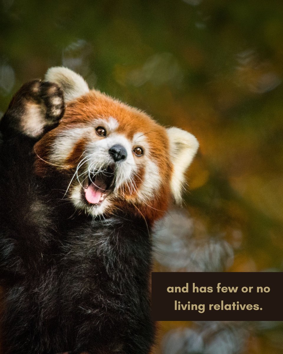 NatureIn_Focus's tweet image. If you think your outfit is #timeless, meet these age-old #relics who redefine timeless!

Rocking almost the same look for thousands of years and surviving #extinctions, these #creatures defy time itself.

Do you know of any other #livingfossils? Tell us in the comments below!